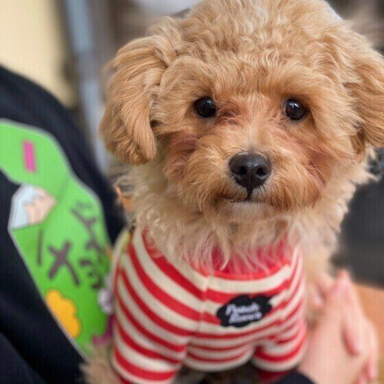 他人の犬を勝手に触るのはアウト トラブルを獣医師が解説