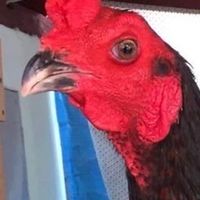ทนายฟาร์ม ไก่ชน 🐓🐓