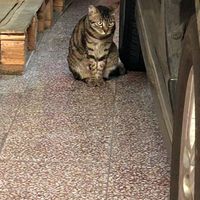 喵尼群