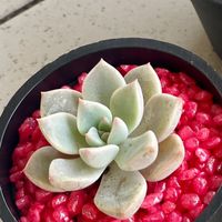 🌼 花開富貴 ☘️