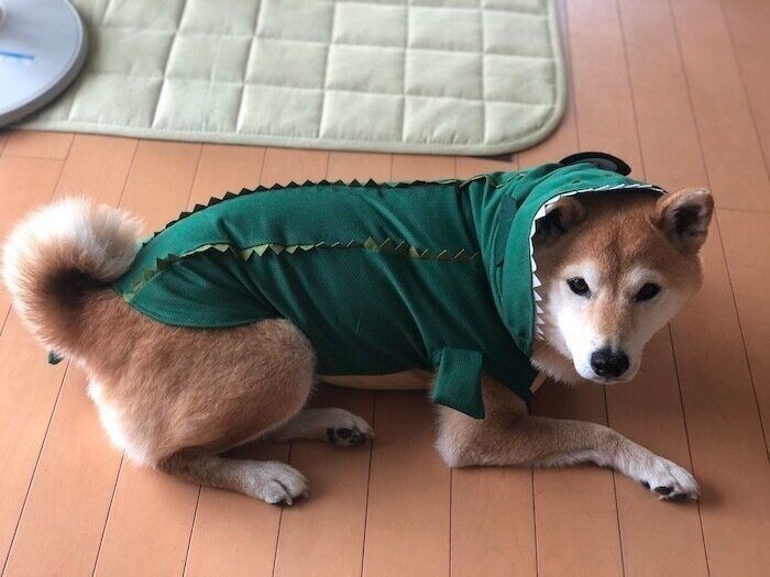 食べられてる どんな角度も可愛い柴犬マロたん 食べられたまま寝ちゃった いぬのきもちnews