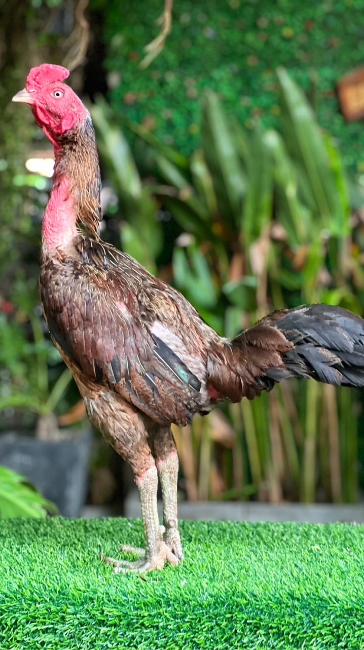 เฮงเจริญทรัพย์ ไก่ชน