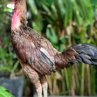 เฮงเจริญทรัพย์ ไก่ชน