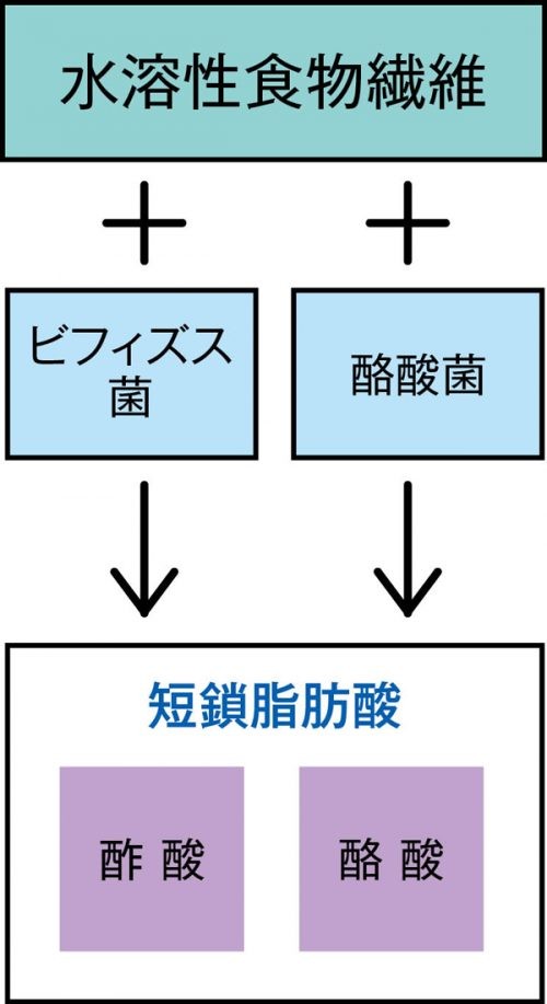 大腸力」アップの決め手、短鎖脂肪酸を増やす「菌とエサ」って? 大腸力」アップの決め手、短鎖脂肪酸を増やす「菌とエサ」って?