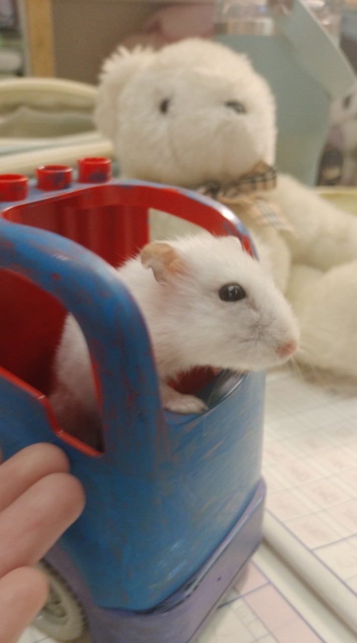 鼠寶🐹的把拔and馬麻聚集地❀ฺ
