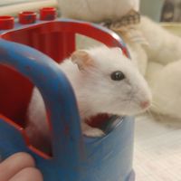 鼠寶🐹的把拔and馬麻聚集地❀ฺ