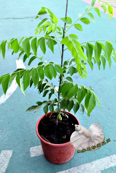 [5吋咖哩樹 咖哩葉為咖哩原料] 吋盆活體香草植物盆栽, 可食用可泡茶