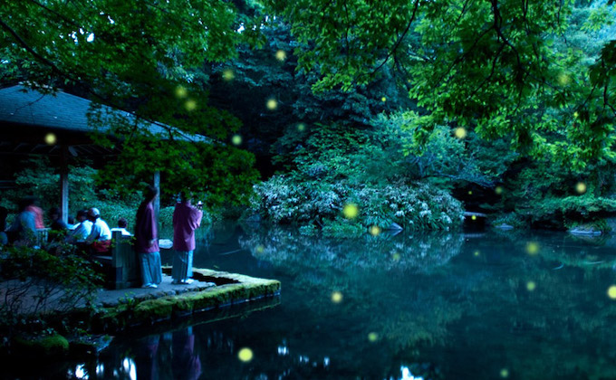 伊豆螢火蟲 7