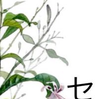AGPセンシンレン