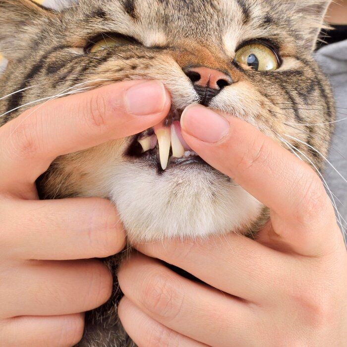 放っておくと怖い「猫の歯周病」と今日から始めるお口ケア３