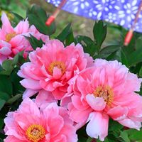 ぼたん恐怖症