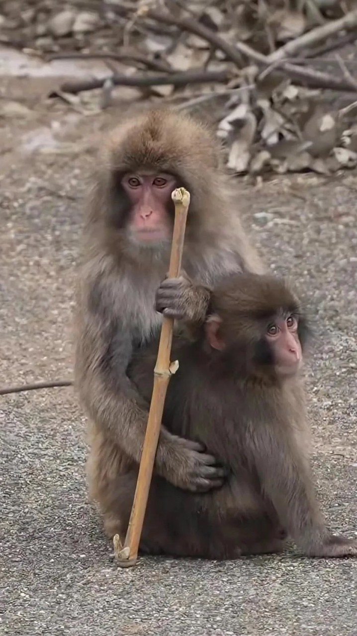 胖奇寶包與小夥伴的療癒拾光🐒