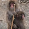 胖奇寶包與小夥伴的療癒拾光🐒