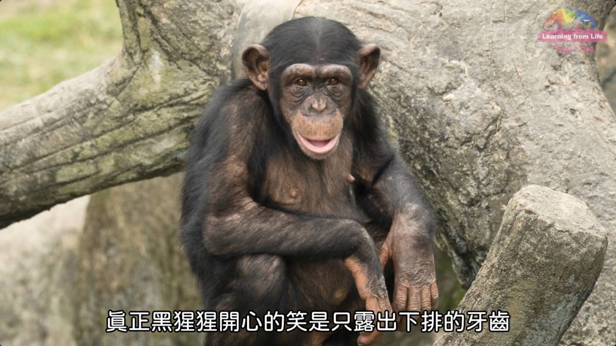 直立左右搖擺不是在玩耍 解讀黑猩猩的肢體語言 臺北市立動物園 Line Today