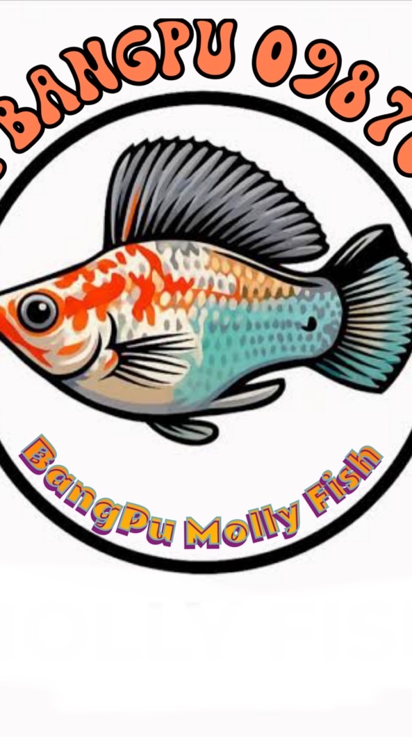 ปลาบ้านบิวบางปู🐠🏡 BangPu Molly Fish🐠