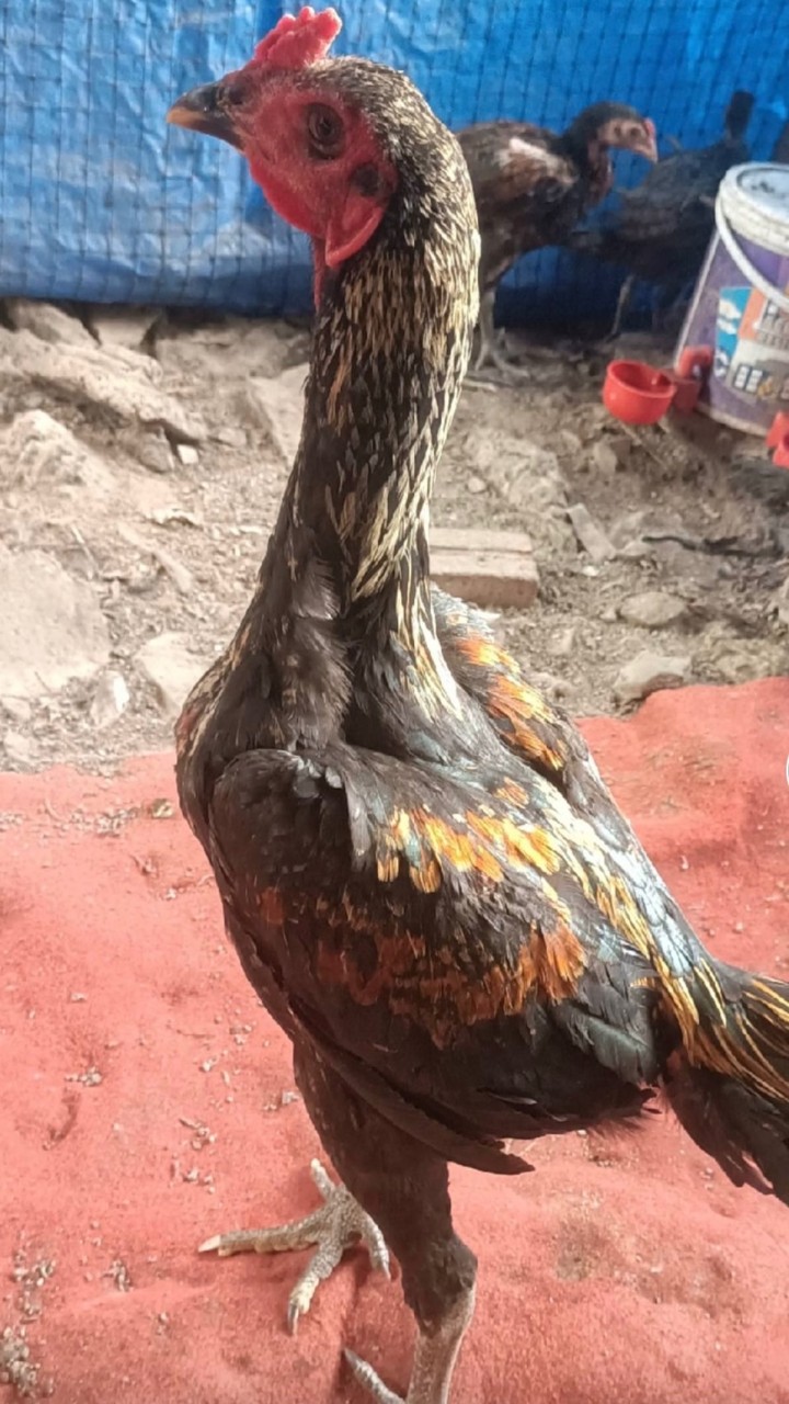 ไก่เยียร์สวยงาม