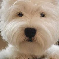 Paws Nation Westie (ฟาร์มเวสตี้)
