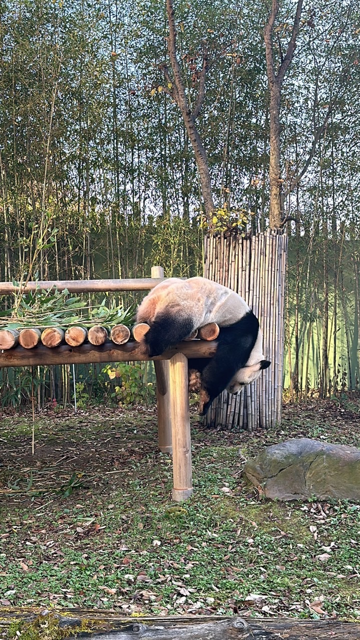 7/04-13熊貓隨緣代購🐼(重慶/成都)