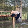 7/04-13熊貓隨緣代購🐼(重慶/成都)