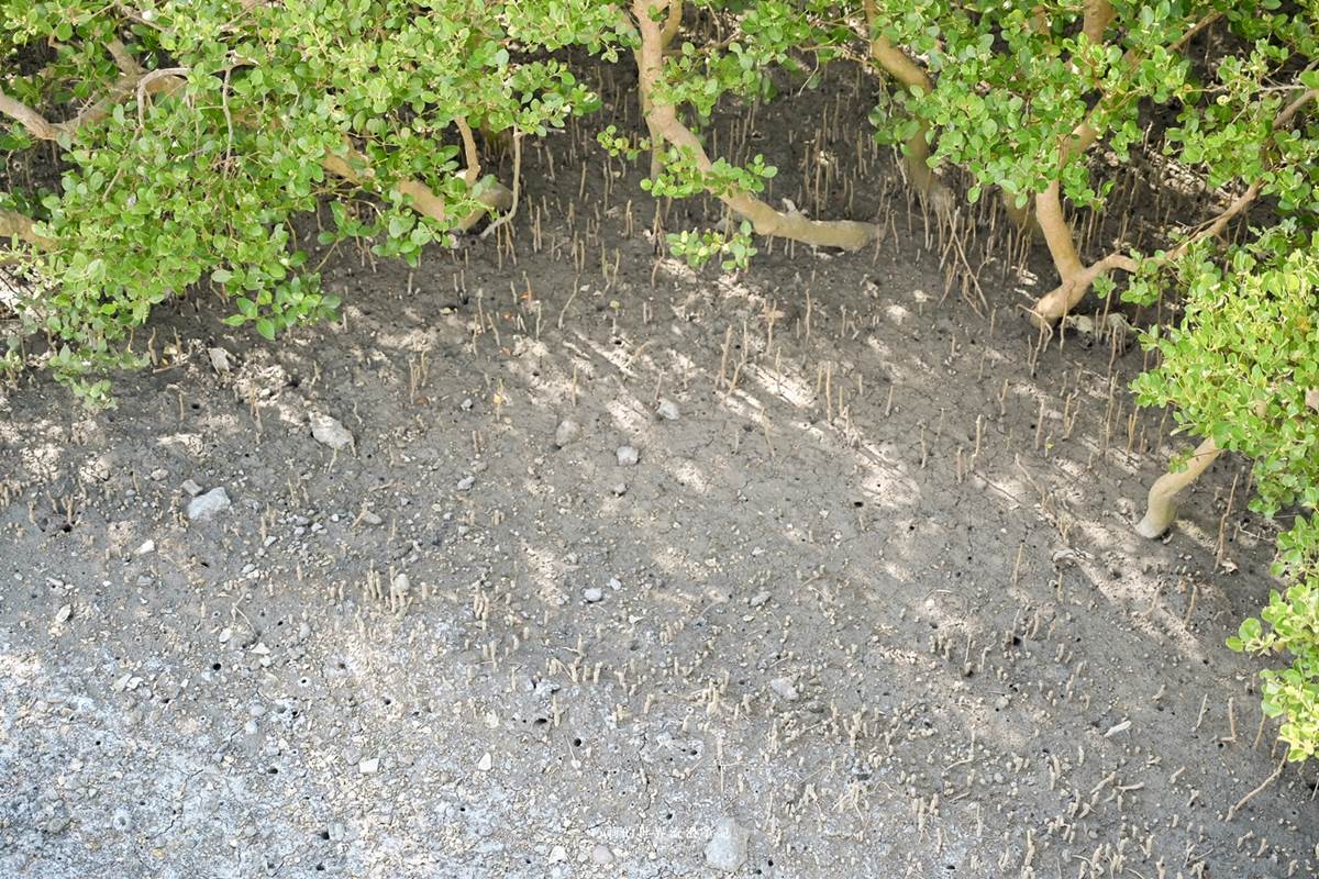 體驗全台唯一「海牛採蚵」！彰化芳苑１日遊必訪６亮點，海鮮控爽吃烤蚵大餐