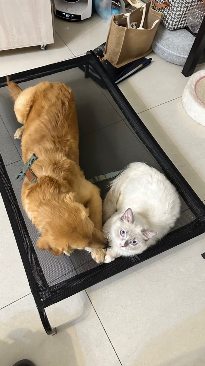 麻咪珍寵丨寵物飼料丨寵物罐頭丨寵物用品丨寵物零食丨團購商品