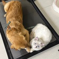 麻咪珍寵丨寵物飼料丨寵物罐頭丨寵物用品丨寵物零食丨團購商品