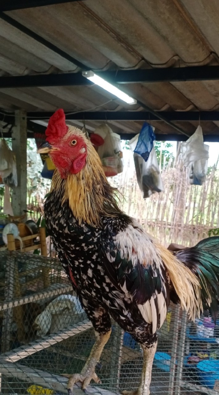 บอย ไก่ชนสามัคคี