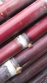 紅甘蔗集團（歡迎預訂）