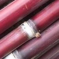 紅甘蔗集團（歡迎預訂）