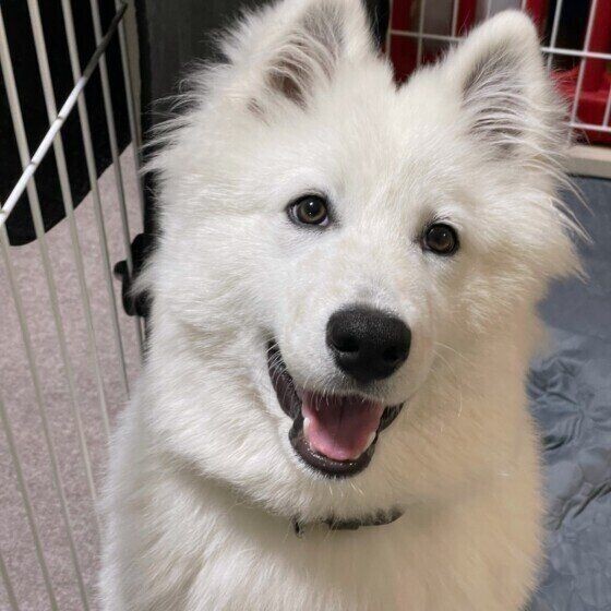 白くてモフモフの大型犬 サモエドとグレート ピレニーズ