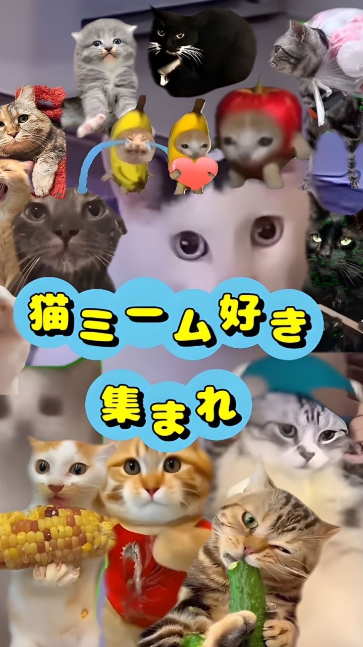 猫ミーム好き集まれ(雑マニ支部)
