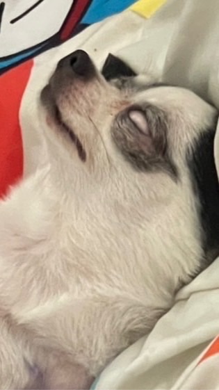 🏡 แตงไทย กีกี้ ลูก้า 🦖🐼🐯