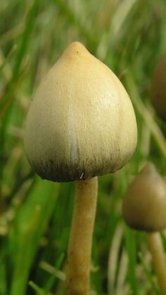 罷免賴清德總部🥵🥵