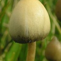 罷免賴清德總部🥵🥵