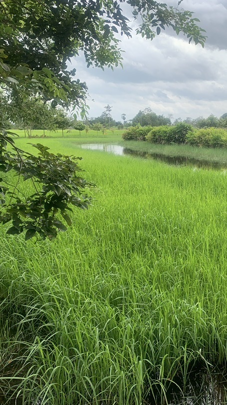 อาบป่าเกษตรสุขวันหยุด