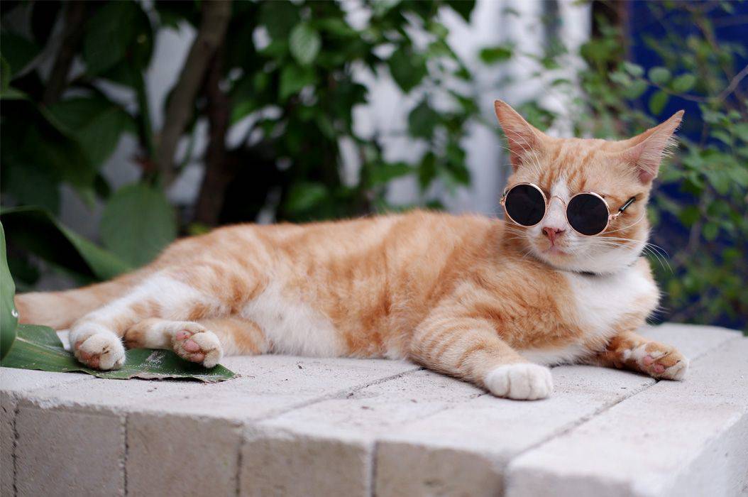 Ramai Kocheng Oren Benarkah Tingkah Kucing Oranye Lebih Ajaib Dari Kucing Lain Bobo Id Line Today