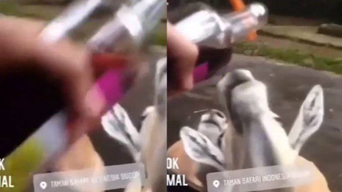 Satwa Dicekoki Anggur Merah Dua Security Tsi Lapor Ke Polres Bogor Tribunnews Com Line Today