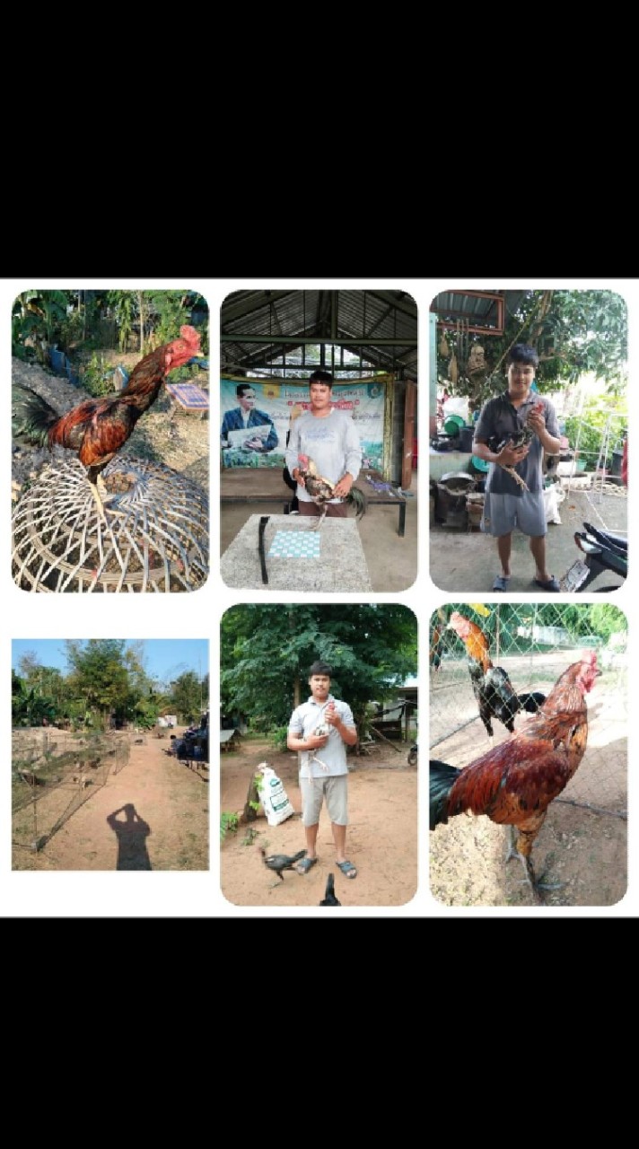 ป.ทองสุขฟาร์ม
