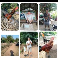 ป.ทองสุขฟาร์ม