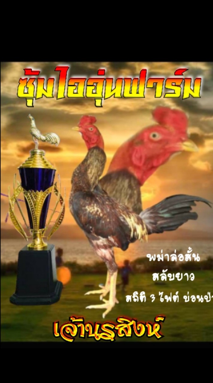 ซื้อขายไก่ชน พม่าก๋อย