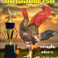 ซื้อขายไก่ชน พม่าก๋อย