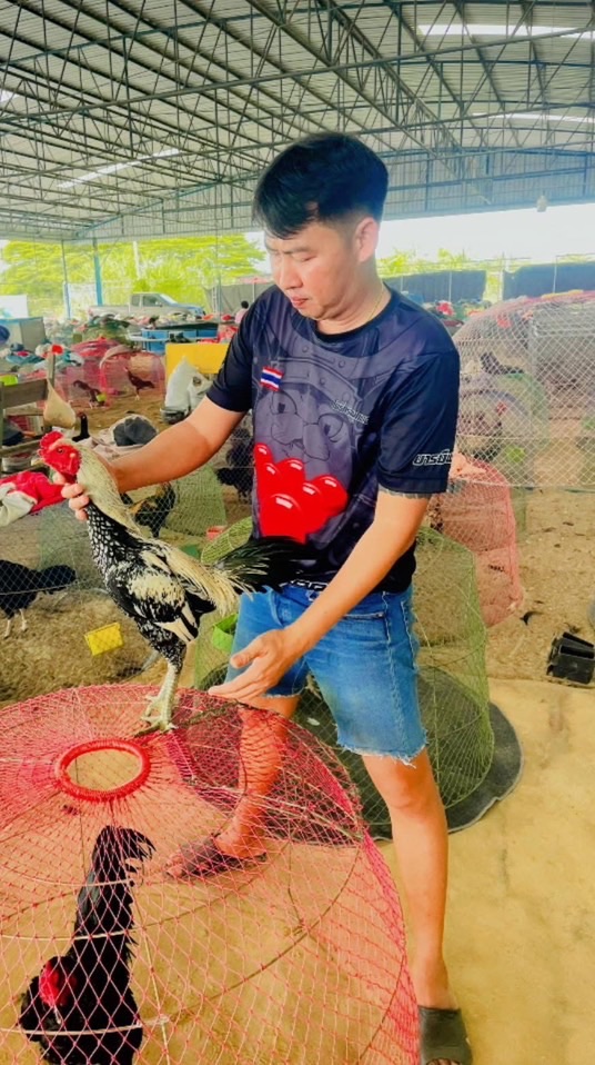 ไก่ชนสายบ้านๆbyจิ้น