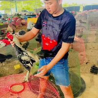 ไก่ชนสายบ้านๆbyจิ้น