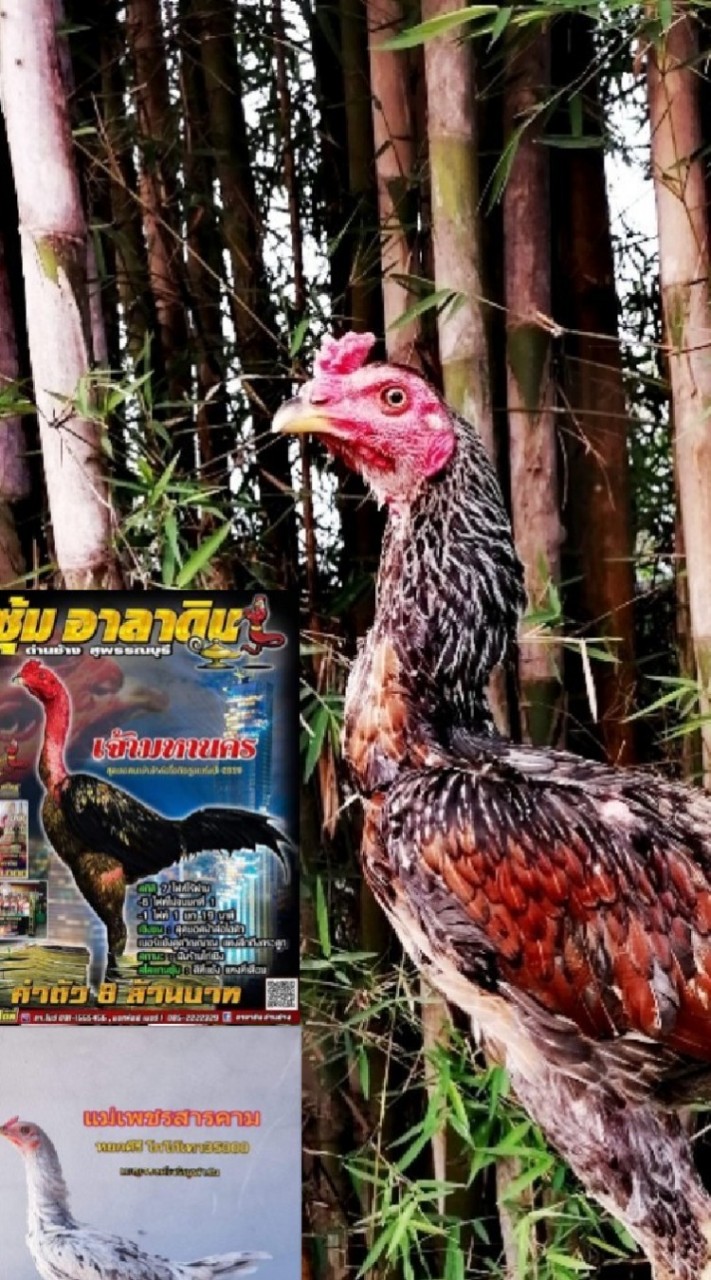 สิงห์​บูรพา​ ฟาร์ม