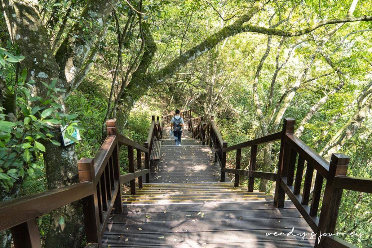 負離子、芬多精吸到飽！最強國家森林遊樂區TOP10：千年神木、免門票逛整天