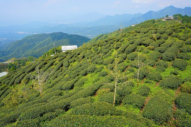 大崙山觀光茶園