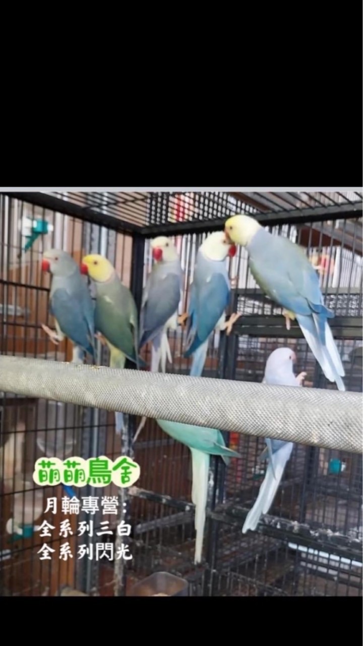 月輪鸚鵡家族