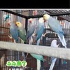 月輪鸚鵡家族