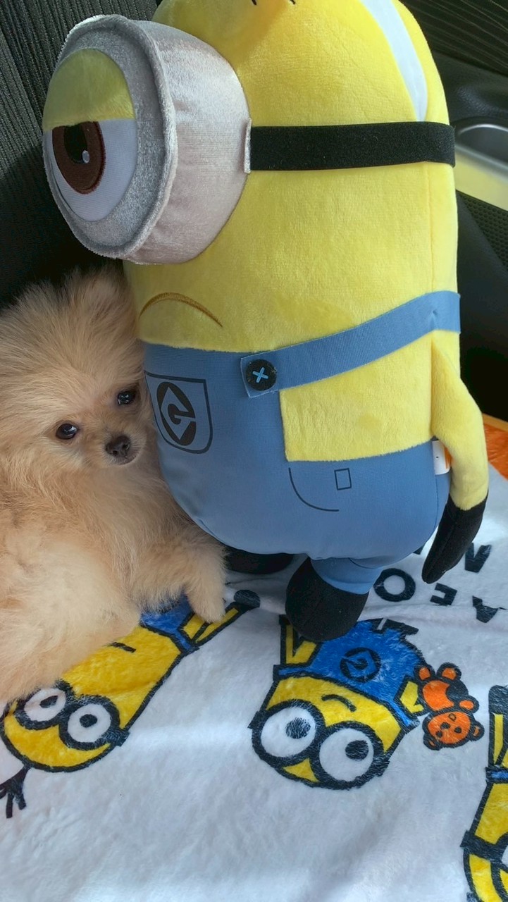 ココちゃん🐶👑🈁
