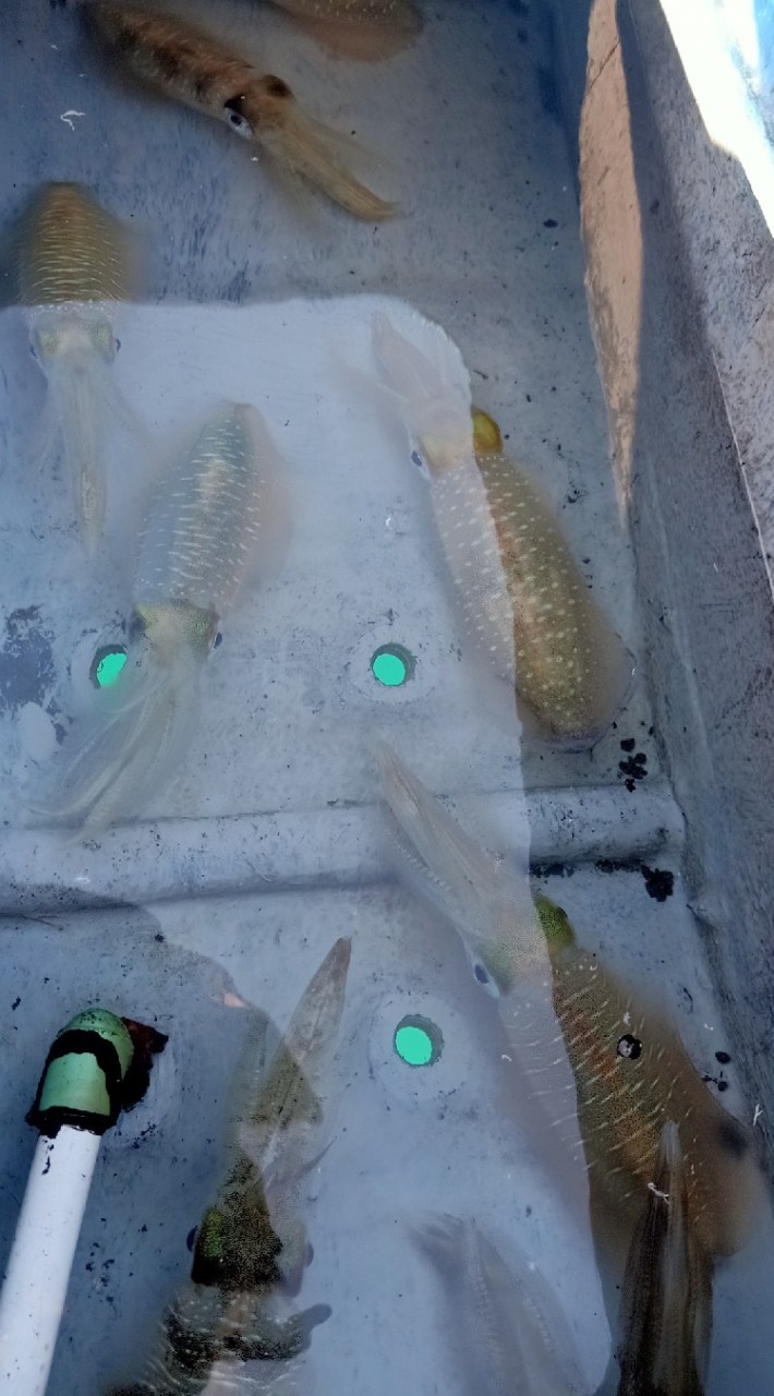 บริการตกหมึก-ตกปลา อ.แกลง จ.ระยอง